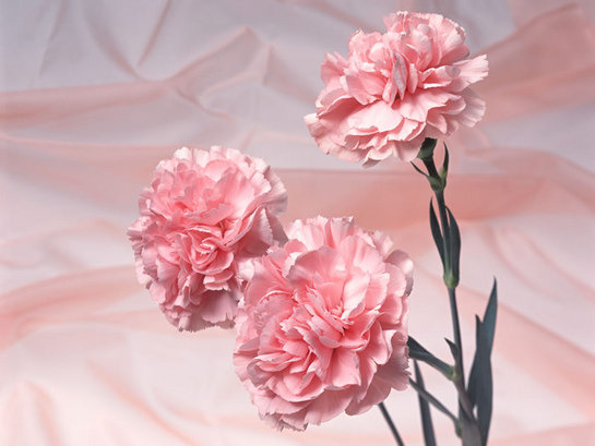 À̹ÌÁö¸¦ Ŭ¸¯ÇÏ¸é ¿øº»À» º¸½Ç ¼ö ÀÖ½À´Ï´Ù.