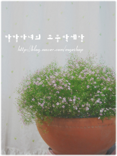 그린커텐 이미지