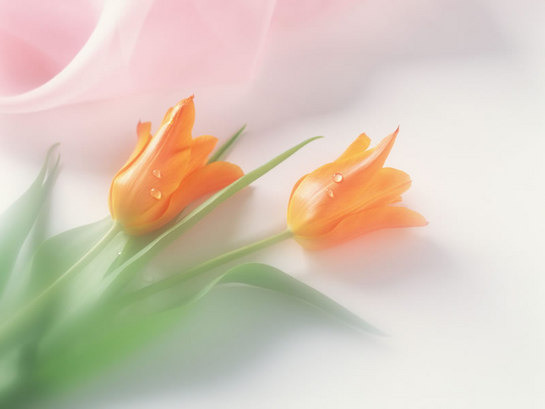 À̹ÌÁö¸¦ Ŭ¸¯ÇÏ¸é ¿øº»À» º¸½Ç ¼ö ÀÖ½À´Ï´Ù.