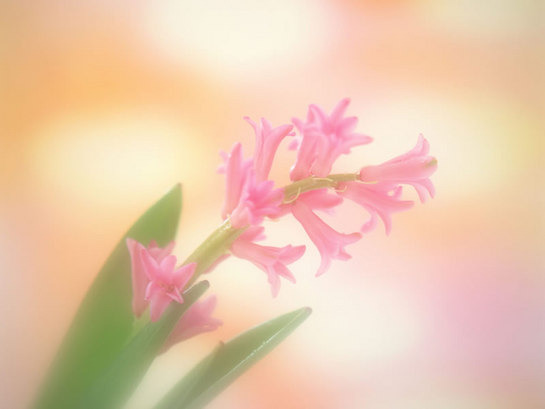 À̹ÌÁö¸¦ Ŭ¸¯ÇÏ¸é ¿øº»À» º¸½Ç ¼ö ÀÖ½À´Ï´Ù.