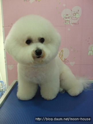 복실이 이미지